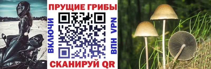 Галлюциногенные грибы GOLDEN TEACHER  купить закладку  Богородицк 